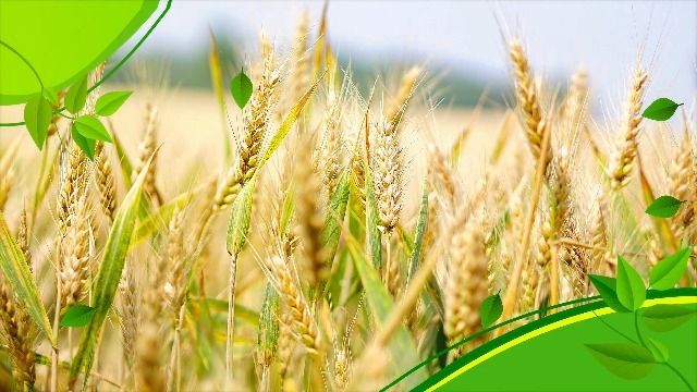 绿色农业农学或乡村发展等主题的幻灯片展示1预览图