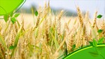 绿色农业农学或乡村发展等主题的幻灯片展示2缩略图