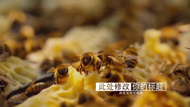 蜂蜜广告展示片0预览图