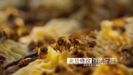 蜂蜜广告展示片1缩略图